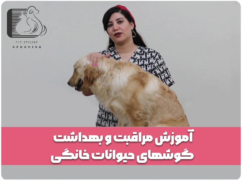 آموزش مراقبت و بهداشت گوشهای حیوانات خانگی